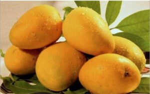 Badami Indian Mango Exporter